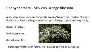 Choisya ternata - Mexican Orange Blossom
A beautiful shrub from the temperate areas of Mexico, has clusters of white
flowers that have the fragrance of orange. It is easy to grow and very hardy.
Height: 2 metres.
Width: 2 metres.
Growth rate: Fast.
Tolerances: Will thrive in fertile, well-drained soil, full or partial sun.
 