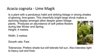 Acacia cognata - Lime Magik
Is a plant with a pendulous habit and striking foliage in strong shades
of glowing, lime-green. This cheerfully bright large shrub makes a
stunning display amongst other deeper green foliage
plants. Produces an abundance of soft yellow flowers
during late Winter and Spring.
Height: 4 metres
Width: 3 metres
Growth rate: Fast
Tolerances: Prefers shade but will tolerate full sun. Also tolerates light
to heavy soil and frost.
 
