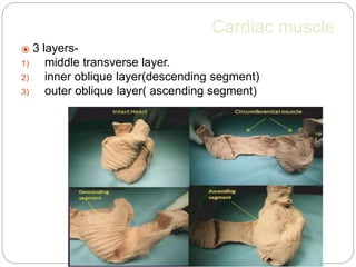 Cardiac muscle
⦿ 3 layers-
1) middle transverse layer.
2) inner oblique layer(descending segment)
3) outer oblique layer( ascending segment)
 