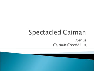 Genus Caiman Crocodilius 