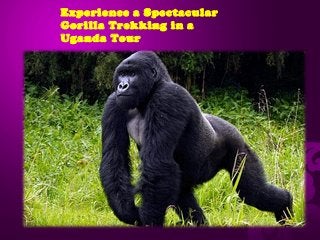Experience a Spectacular
Gorilla Trekking in a
Uganda Tour
 