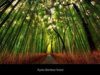 Kyoto Bamboo forest
 