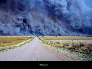 Wildfire
 