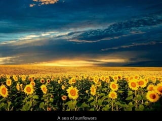 A sea of sunflowers
 