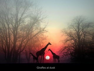 Giraffes at dusk
 