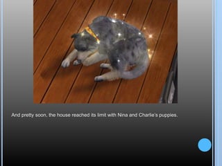 And pretty soon, the house reached its limit with Nina and Charlie’s puppies.
 