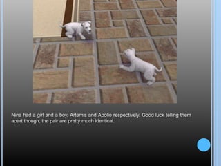 Nina had a girl and a boy, Artemis and Apollo respectively. Good luck telling them
apart though, the pair are pretty much identical.
 