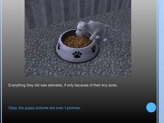 Everything they did was adorable, if only because of their tiny sizes.
Okay, the puppy pictures are over, I promise.
 