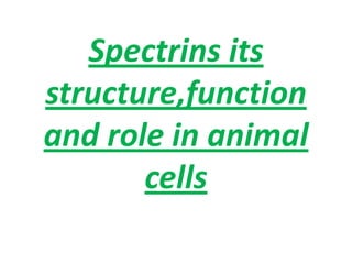 Spectrins its
structure,function
and role in animal
cells
 