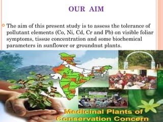 OUR AIM

   The aim of this present study is to assess the tolerance of
    pollutant elements (Co, Ni, Cd, Cr and Pb) on visible foliar
    symptoms, tissue concentration and some biochemical
    parameters in sunflower or groundnut plants.
 