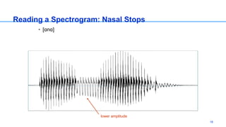 Reading a Spectrogram: Nasal Stops
• [ɑnɑ]
lower amplitude
18
 