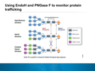 Tools for improved Protein Mass Spec Sample preparation by Promega | PDF