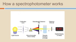 How a spectrophotometer works
 