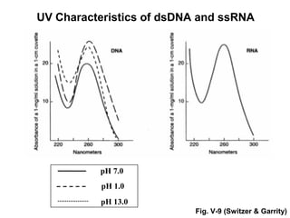 UV Characteristics of dsDNA and ssRNA 
pH 7.0 
pH 1.0 
pH 13.0 
Fig. V-9 (Switzer & Garrity) 
 