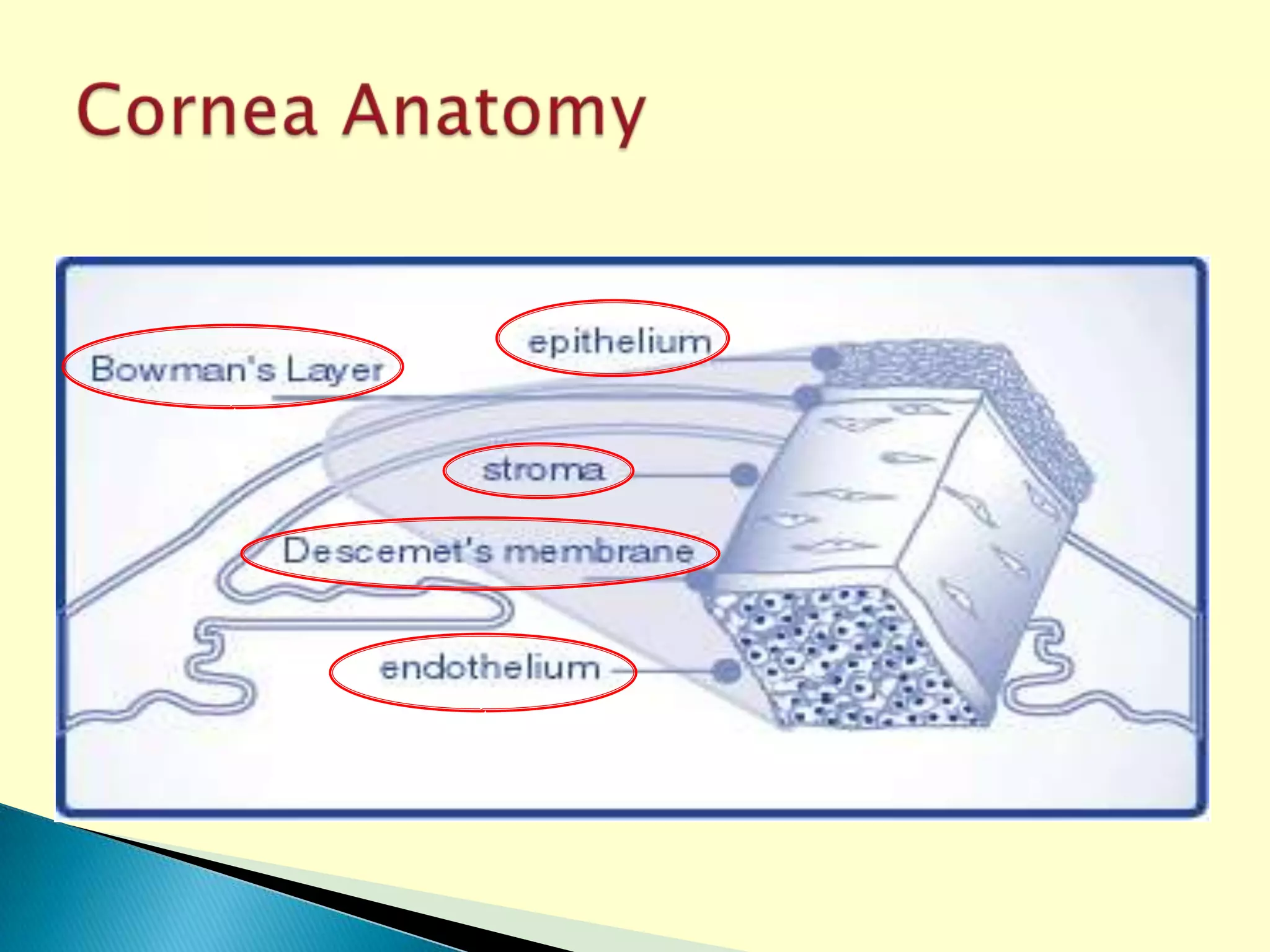 Eye Bank Specular Microscopy PPT