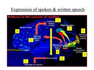 Voice Expression Speech | PPTX