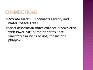 Arcuate  fasciculus connects sensory and
  motor speech areas
 Short association fibres connect Broca’s area
  with lower part of motor cortex that
  innervates muscles of lips, tongue and
  pharynx
 