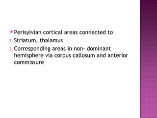  Perisylvian cortical areas connected to
2. Striatum, thalamus
3. Corresponding areas in non- dominant
   hemisphere via corpus callosum and anterior
   commissure
 