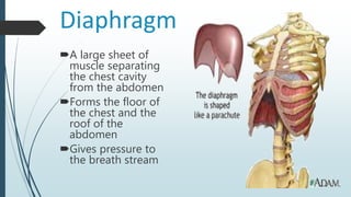 Diaphragm
A large sheet of
muscle separating
the chest cavity
from the abdomen
Forms the floor of
the chest and the
roof of the
abdomen
Gives pressure to
the breath stream
 