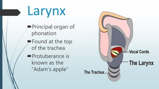Larynx
Principal organ of
phonation
Found at the top
of the trachea
Protuberance is
known as the
“Adam’s apple”
 