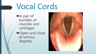 Vocal Cords
A pair of
bundles of
muscles and
cartilages
Open and close
at various
degrees
 