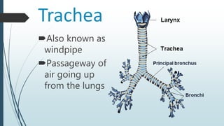 Trachea
Also known as
windpipe
Passageway of
air going up
from the lungs
 