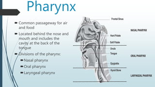 Pharynx
 Common passageway for air
and food
 Located behind the nose and
mouth and includes the
cavity at the back of the
tongue
 Divisions of the pharynx:
Nasal pharynx
Oral pharynx
Laryngeal pharynx
 