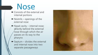 Nose Consists of the external and
internal portions
 Nostrils – openings of the
external nose
 Nasal cavity – internal nose;
directly behind the external
nose through which the air
passes on its way to the
pharynx
 Septum – divides the external
and internal nose into two
separate passageways
 