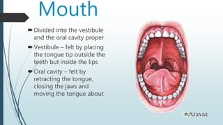 Mouth
Divided into the vestibule
and the oral cavity proper
Vestibule – felt by placing
the tongue tip outside the
teeth but inside the lips
Oral cavity – felt by
retracting the tongue,
closing the jaws and
moving the tongue about
 