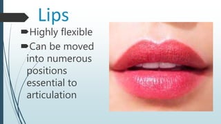 Lips
Highly flexible
Can be moved
into numerous
positions
essential to
articulation
 