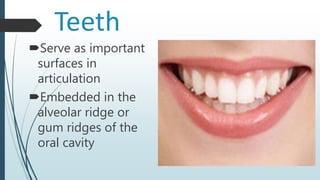 Teeth
Serve as important
surfaces in
articulation
Embedded in the
alveolar ridge or
gum ridges of the
oral cavity
 