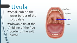 Uvula
Small nub on the
lower border of the
soft palate
Movable tip at the
midline of the free
border of the soft
palate
 
