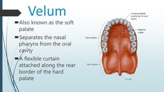 Velum
Also known as the soft
palate
Separates the nasal
pharynx from the oral
cavity
A flexible curtain
attached along the rear
border of the hard
palate
 