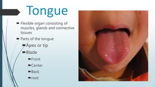 Tongue
 Flexible organ consisting of
muscles, glands and connective
tissues
 Parts of the tongue:
Apex or tip
Blade
Front
Center
Back
root
 