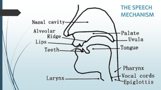 THE SPEECH
MECHANISM
 