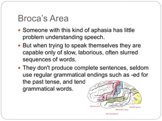 Broca’s Area
 Someone with this kind of aphasia has little
problem understanding speech.
 But when trying to speak themselves they are
capable only of slow, laborious, often slurred
sequences of words.
 They don't produce complete sentences, seldom
use regular grammatical endings such as -ed for
the past tense, and tend to leave out small
grammatical words.
 