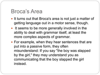 Broca’s Area
 It turns out that Broca's area is not just a matter of
getting language out in a motor sense, though.
 It seems to be more generally involved in the
ability to deal with grammar itself, at least the
more complex aspects of grammar.
 For example, when they hear sentences that are
put into a passive form, they often
misunderstand: If you say "the boy was slapped
by the girl," they may understand you as
communicating that the boy slapped the girl
instead.
 