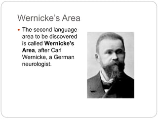 Wernicke’s Area
 The second language
area to be discovered
is called Wernicke's
Area, after Carl
Wernicke, a German
neurologist.
 