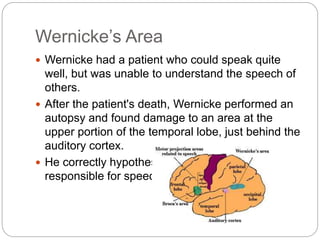Wernicke’s Area
 Wernicke had a patient who could speak quite
well, but was unable to understand the speech of
others.
 After the patient's death, Wernicke performed an
autopsy and found damage to an area at the
upper portion of the temporal lobe, just behind the
auditory cortex.
 He correctly hypothesized that this area was
responsible for speech comprehension.
 