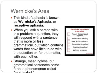 Wernicke’s Area
 This kind of aphasia is known
as Wernicke's Aphasia, or
receptive aphasia.
 When you ask a person with
this problem a question, they
will respond with a sentence
that is more or less
grammatical, but which contains
words that have little to do with
the question or, for that matter,
with each other.
 Strange, meaningless, but
grammatical sentences come
forth, a phenomenon called
 