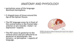 ANATOMY AND PHYSIOLOGY
• perisylvian areas of the language-
dominant hemisphere.
• C-shaped mass of tissue around the
lips of the Sylvian fissure.
• The PIF language areas lie in front of
the central sulcus in the frontal lobe -
anterior or pre rolandic- motor—or
expressive—aspects
• The PST areas lie posterior to the
central sulcus and are referred to as
posterior or postrolandic- the
sensory—or perceptive —aspects of
language.
 