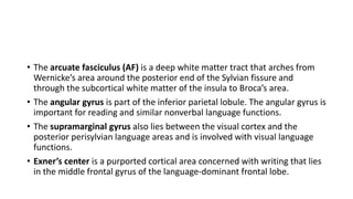 • The arcuate fasciculus (AF) is a deep white matter tract that arches from
Wernicke’s area around the posterior end of the Sylvian fissure and
through the subcortical white matter of the insula to Broca’s area.
• The angular gyrus is part of the inferior parietal lobule. The angular gyrus is
important for reading and similar nonverbal language functions.
• The supramarginal gyrus also lies between the visual cortex and the
posterior perisylvian language areas and is involved with visual language
functions.
• Exner’s center is a purported cortical area concerned with writing that lies
in the middle frontal gyrus of the language-dominant frontal lobe.
 