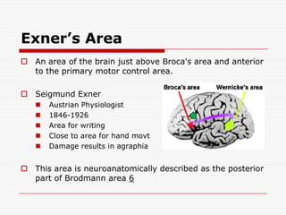 Exner’s AreaAn area of the brain just above Broca's area and anterior to the primary motor control area.Seigmund Exner Austrian Physiologist1846-1926Area for writingClose to area for hand movtDamage results in agraphiaThis area is neuroanatomically described as the posterior part of Brodmann area 6