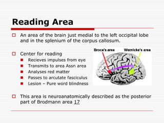 Reading AreaAn area of the brain just medial to the left occipital lobe and in the spleniumof the corpus callosum.Center for reading Recieves impulses from eyeTransmits to area Assn areaAnalyses red matterPasses to arcutate fasciculusLesion – Pure word blindnessThis area is neuroanatomically described as the posterior part of Brodmann area 17