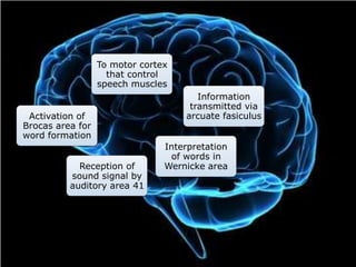 Information  transmitted via  arcuate fasiculusActivation of Brocas area for word formationTo motor cortex that control speech muscles