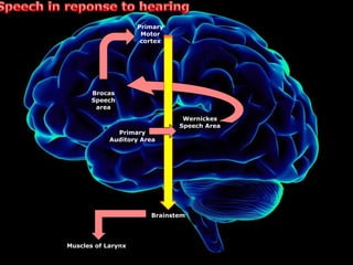 Speech in reponse to hearingPrimary Motor cortexArcuate fasciculusBrocas Speech areaWernickes Speech AreaPrimary Auditory AreaBrainstemMuscles of Larynx