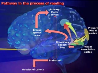 Pathway in the process of readingPrimary Motor cortexPrimary Visual cortexBrocas Speech areaWernickes speech AreaVisualAssociation cortexBrainstemMuscles of Larynx