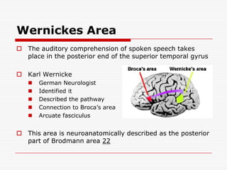 Wernickes AreaThe auditory comprehension of spoken speech takes place in the posterior end of the superior temporal gyrusKarl WernickeGerman NeurologistIdentified it Described the pathwayConnection to Broca’s areaArcuate fasciculusThis area is neuroanatomically described as the posterior part of Brodmann area 22