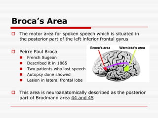 Broca’s AreaThe motor area for spoken speech which is situated in the posterior part of the left inferior frontal gyrusPeirre Paul BrocaFrench SugeonDescribed it in 1865Two patients who lost speechAutopsy done showedLesion in lateral frontal lobeThis area is neuroanatomically described as the posterior part of Brodmann area 44 and 45