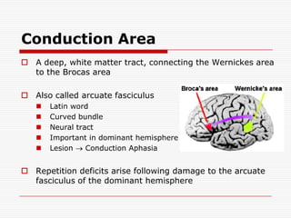 Conduction AreaAdeep, white matter tract, connecting the Wernickes area to the Brocas areaAlso called arcuate fasciculusLatin wordCurved bundleNeural tractImportant in dominant hemisphereLesion  Conduction AphasiaRepetition deficits arise following damage to the arcuate fasciculus of the dominant hemisphere 